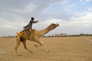 Camel Race Jaisalmer
