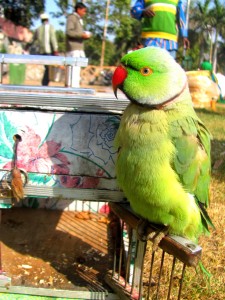Parrot Astrology in Rajasthan