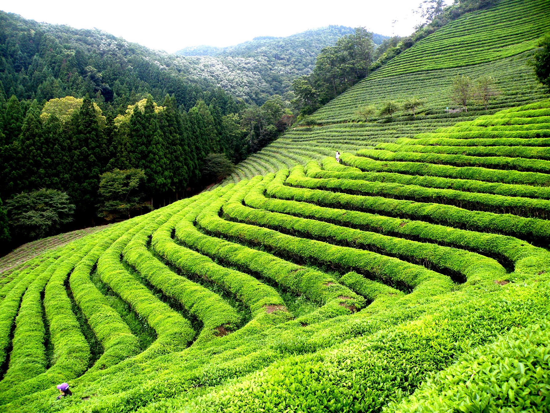 Tea Gardens of Darjeeling
